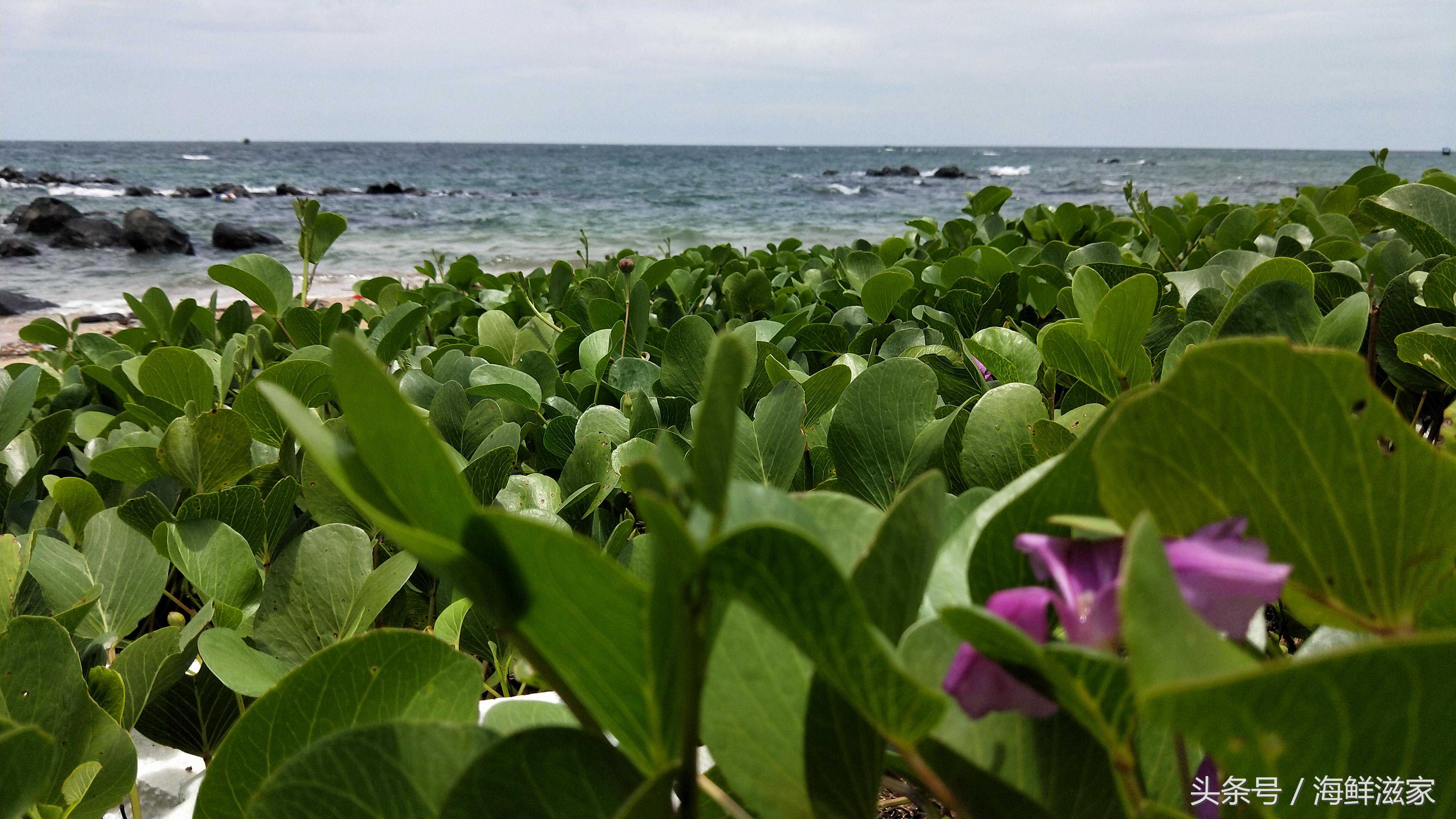这种海边植物叫什么名，欢迎讨论留言说出你认识的名字