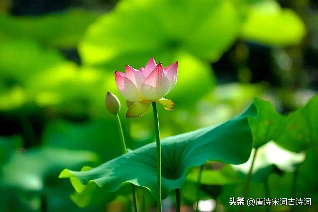 我以荷花说我心