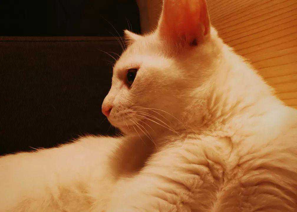 号外：果壳吸猫会所再添130多只靓猫！丨好书推荐