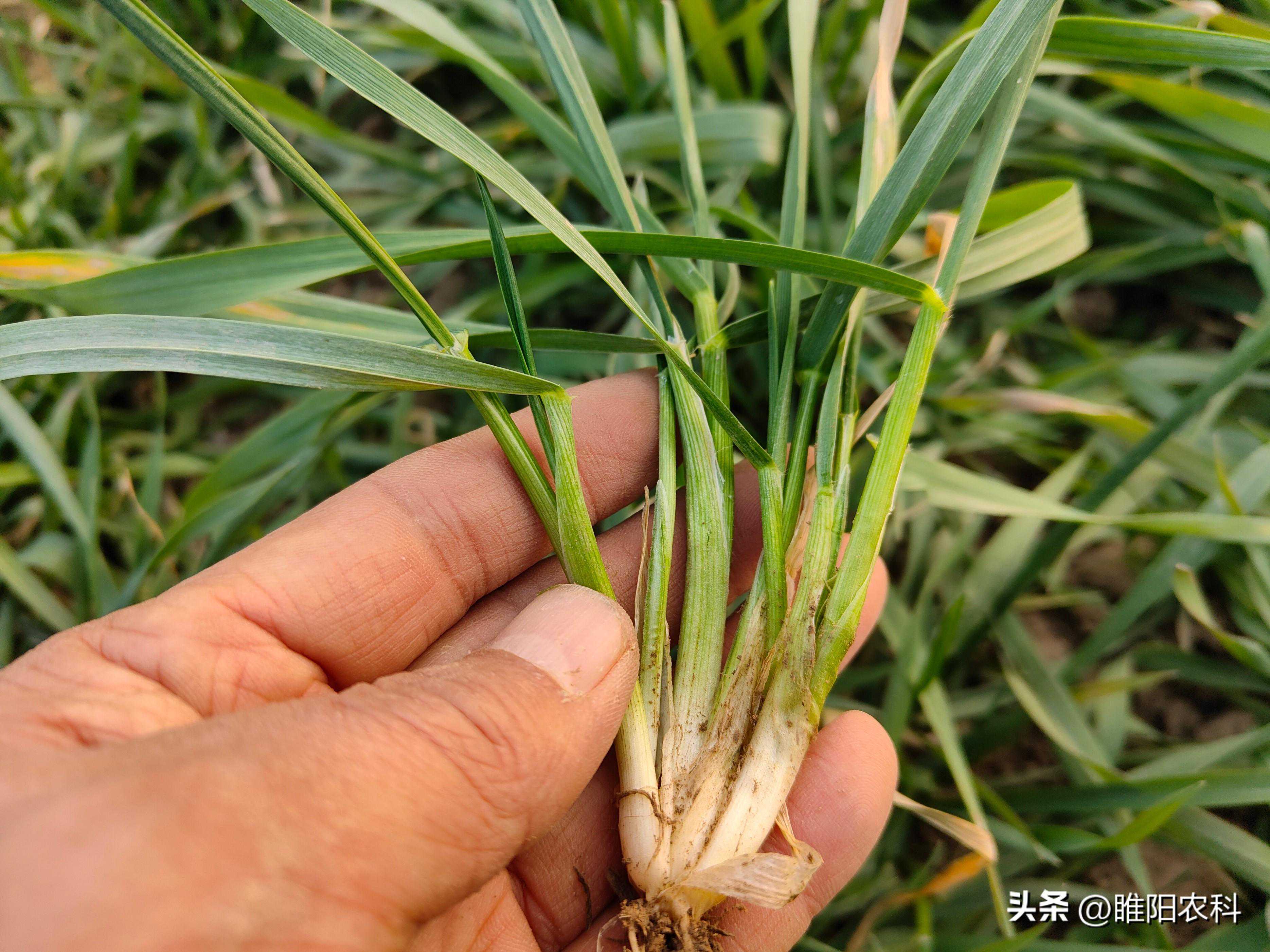 小麦要想亩产1500斤以上，选择种子时，需要注意这五点